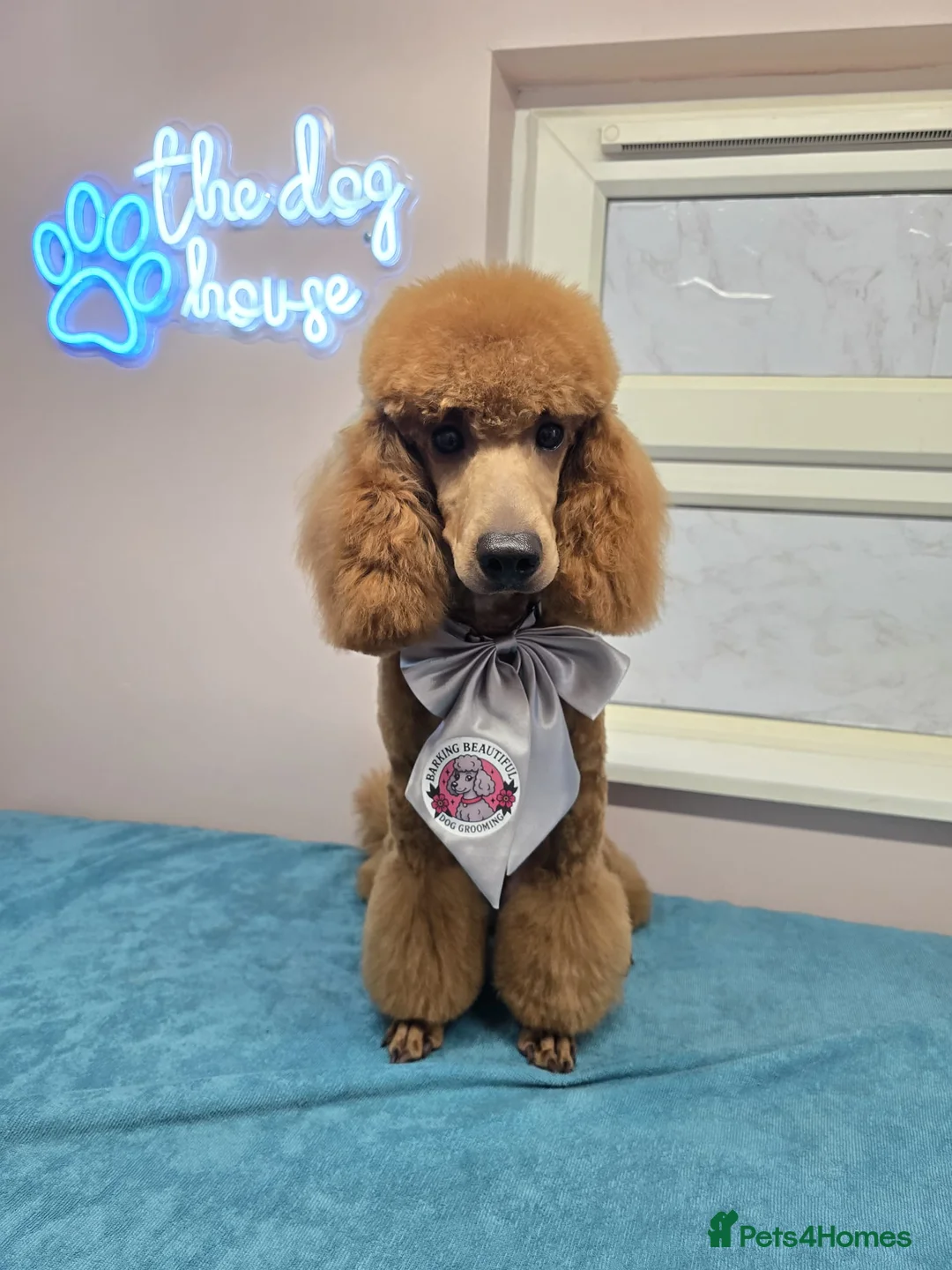 Miniature Poodle dogs for sale: Gorgeous Red Miniature Poodle Boy - 14 Months Old  in Bracknell - Advert 3