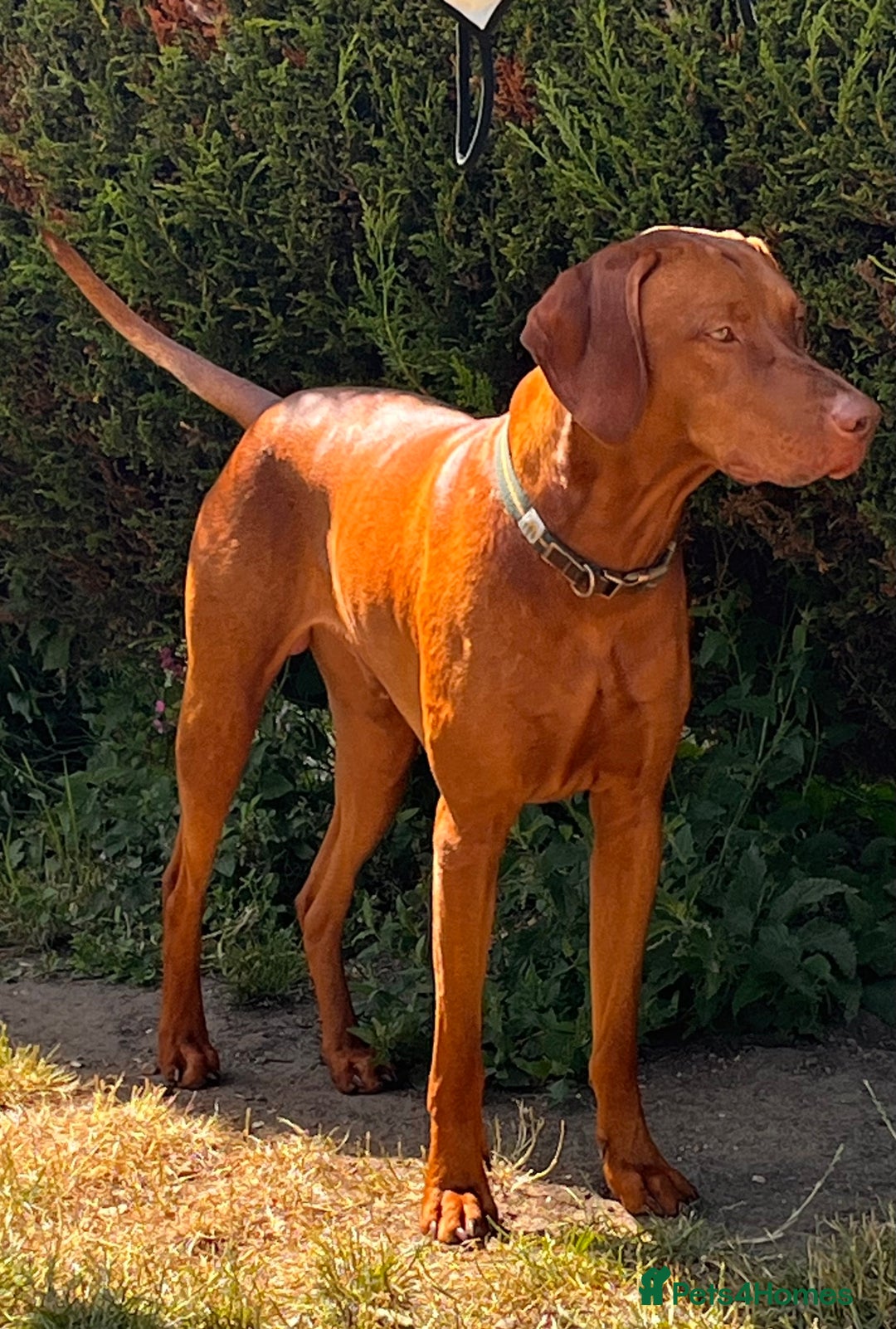 Hungarian Vizsla dogs for stud: Health tested KC Regd. Stud dog  - Image 2