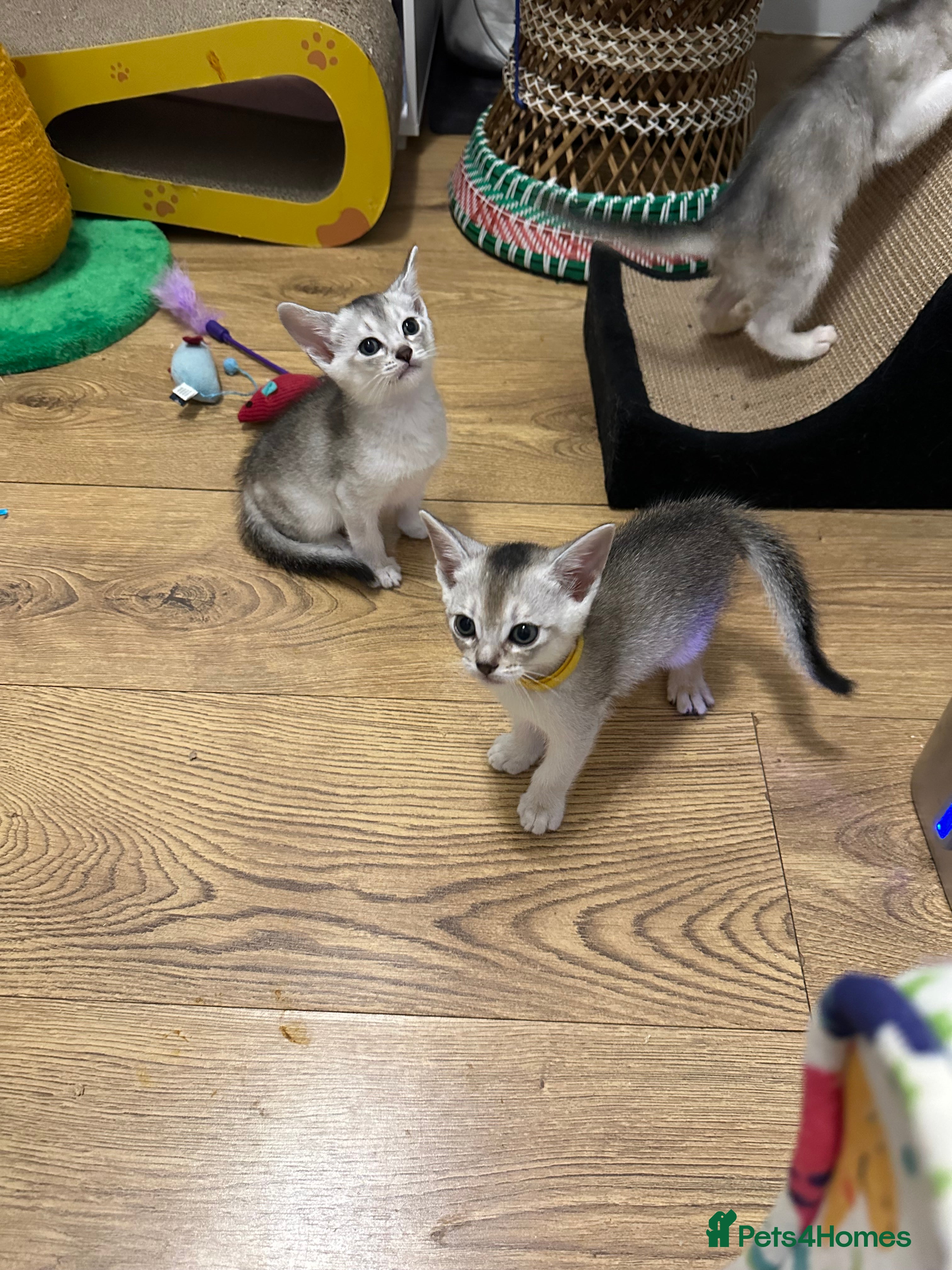 Abyssinian cats Pedigree Abyssinian kittens  - Advert 8