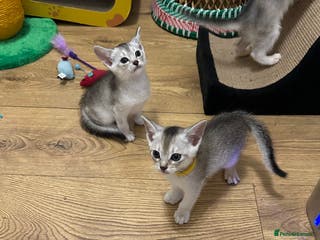 Abyssinian cats Pedigree Abyssinian kittens - Advert 8