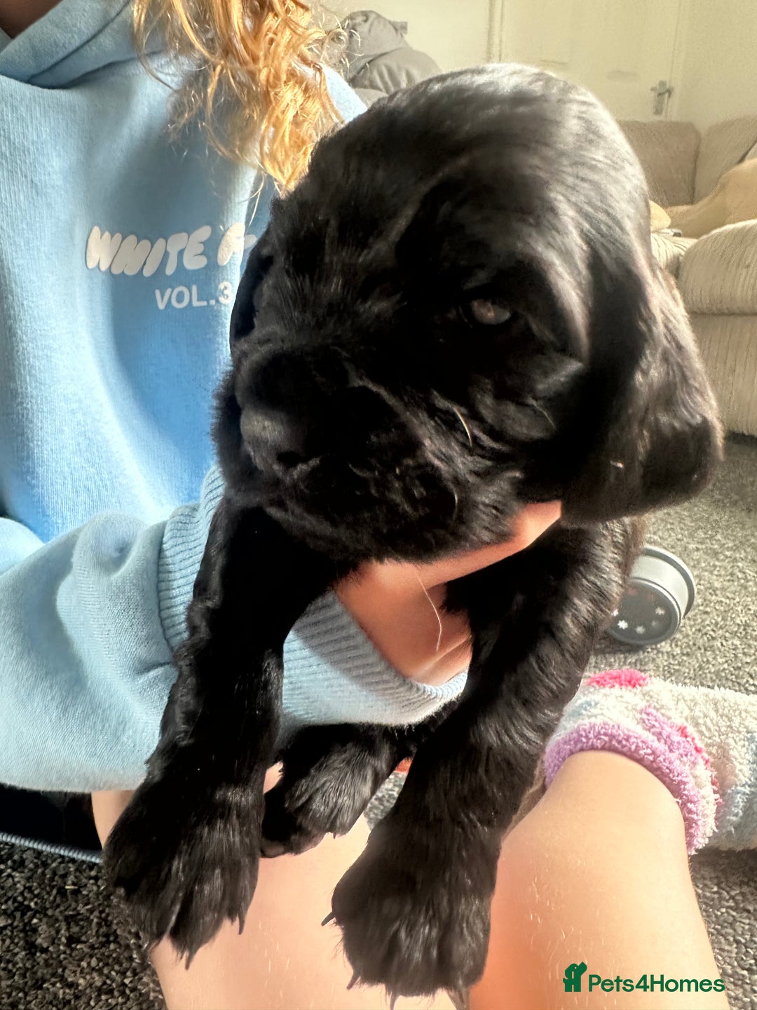 Cocker Spaniel dogs for sale: Beautiful Cocker Spaniel Puppies - Image 18