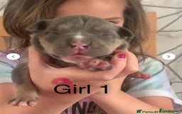 Staffordshire Bull Terrier dogs for sale: Blue tri Staffordshire bull terrier pups for sale  - Image 18
