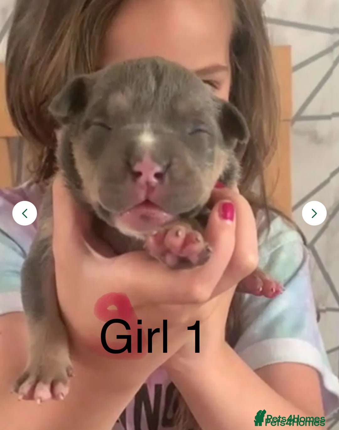 Staffordshire Bull Terrier dogs for sale: Blue tri Staffordshire bull terrier pups for sale  - Image 18