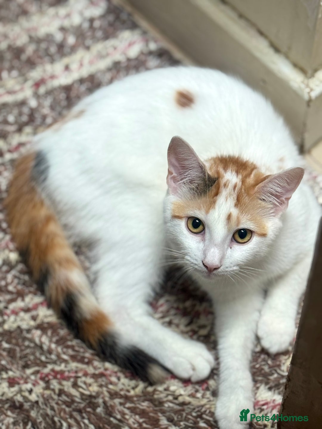Domestic Shorthair cats for sale: Unique & Beautiful Tabby kitten - Image 10