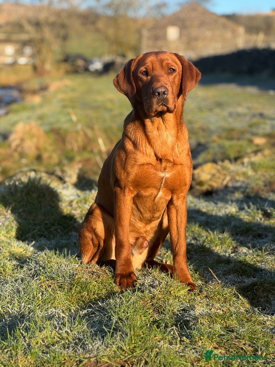 Labrador Retriever dogs for stud: ✨PROVEN FULLY HEALTH TESTED WORKING RED LABRADOR✨ in Hawes - Advert 4