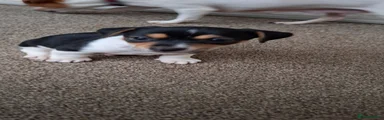 Jack Russell 1