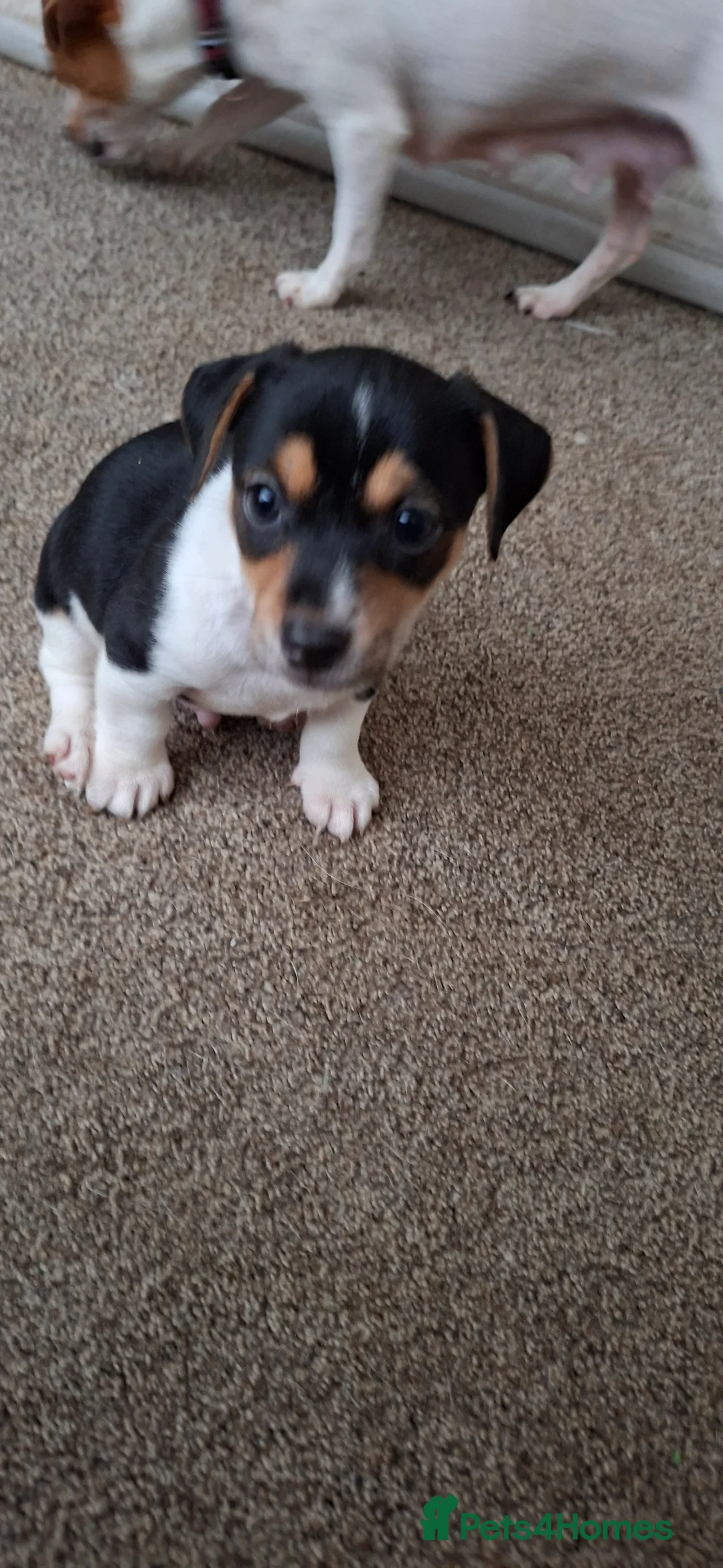 Jack Russell dogs for sale: Jack russell puppies ready to leave - Advert 2