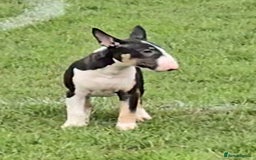 English Bull Terrier dogs for sale: Top Quality Health tested Pups  - Image 7