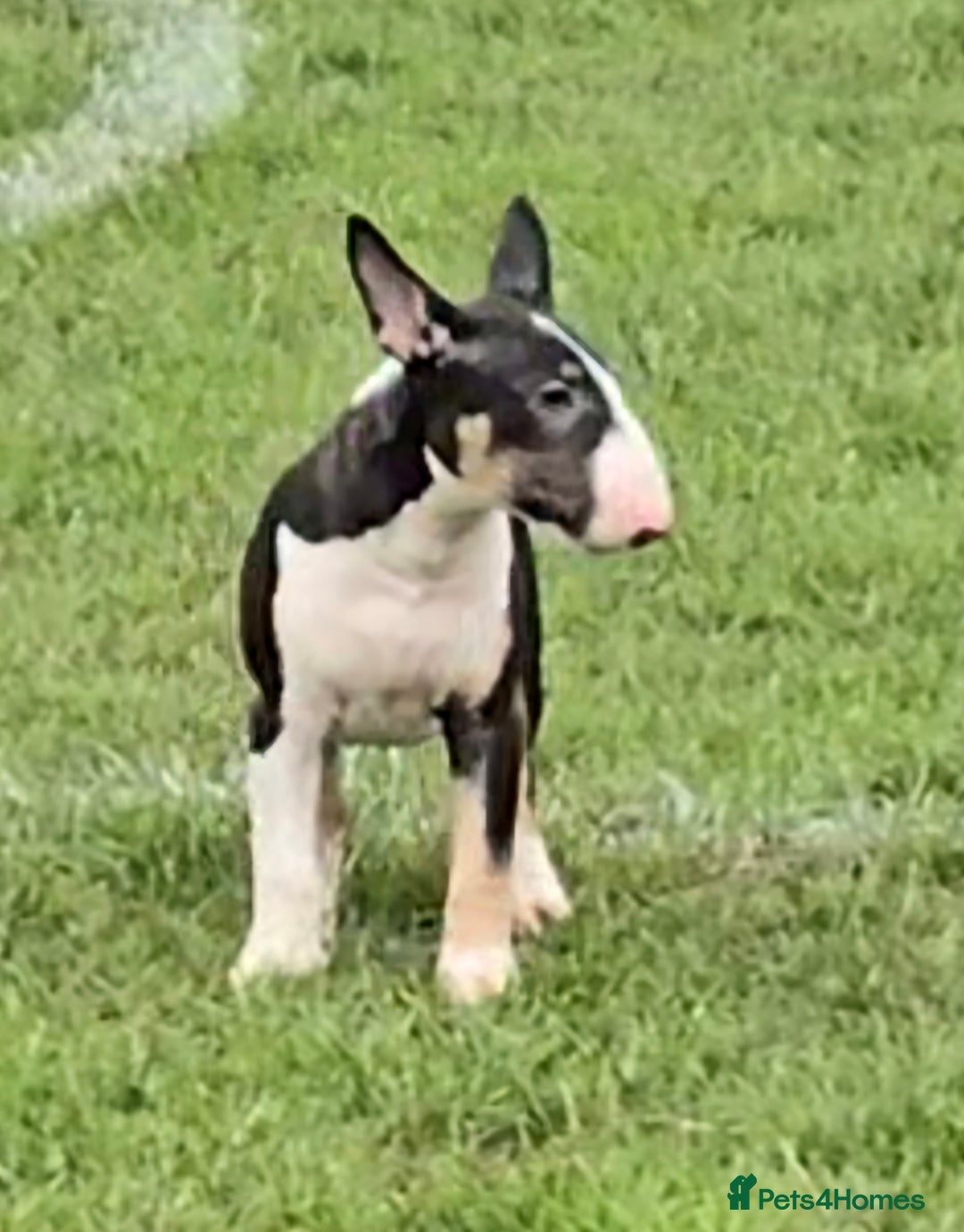 English Bull Terrier dogs for sale: Top Quality Health tested Pups  - Image 7