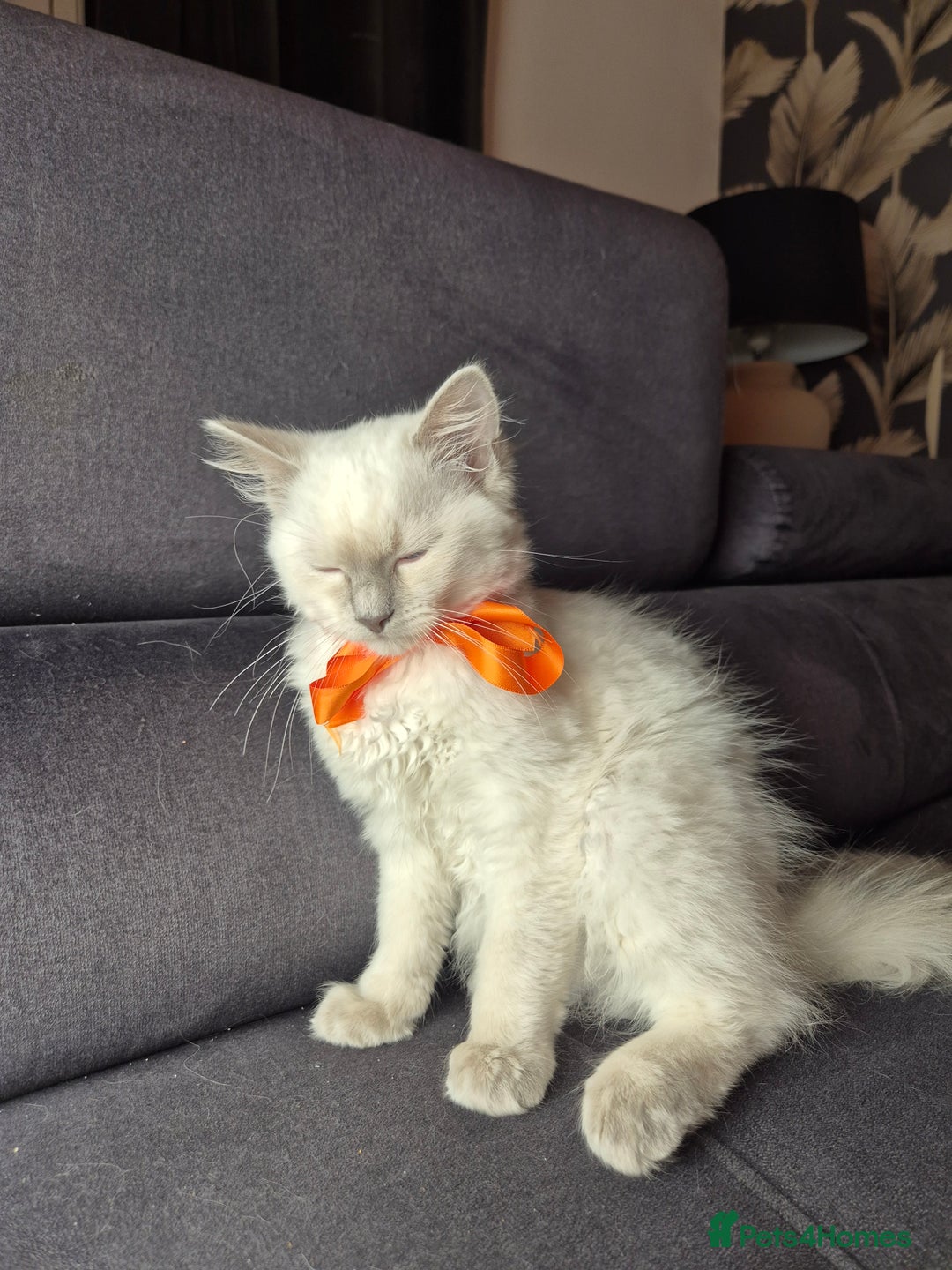 Ragdoll cats for sale: Purebred Ragdoll Kittens 13 Weeks 1 Male 3 Females - Advert 10