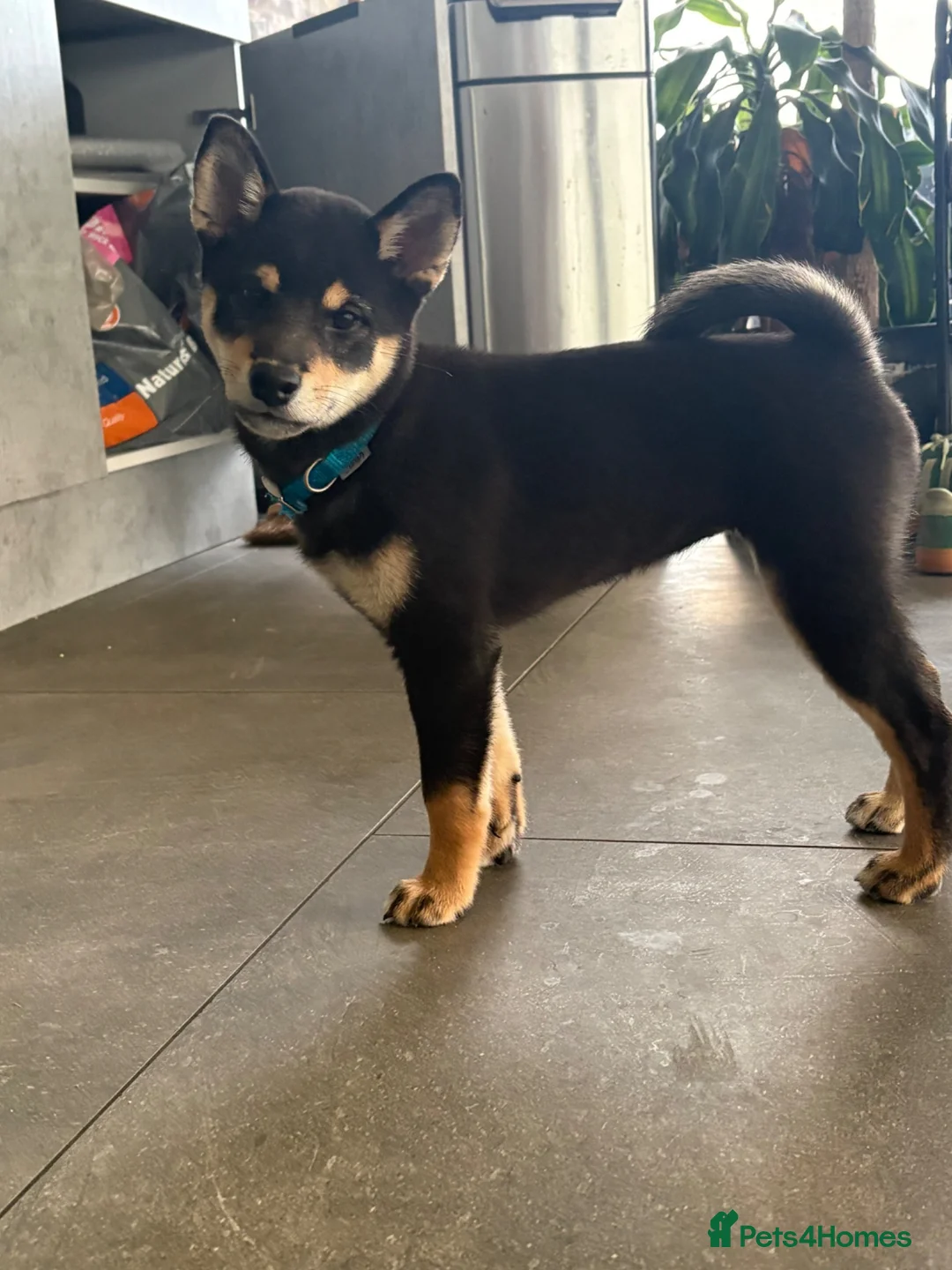 Japanese Shiba Inu dogs for sale: ONE REMAINING Shiba Inu puppy  - Advert 2