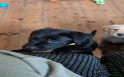 Labrador Retriever dogs for sale: Stunning labrador puppies from good working lines - Advert 13