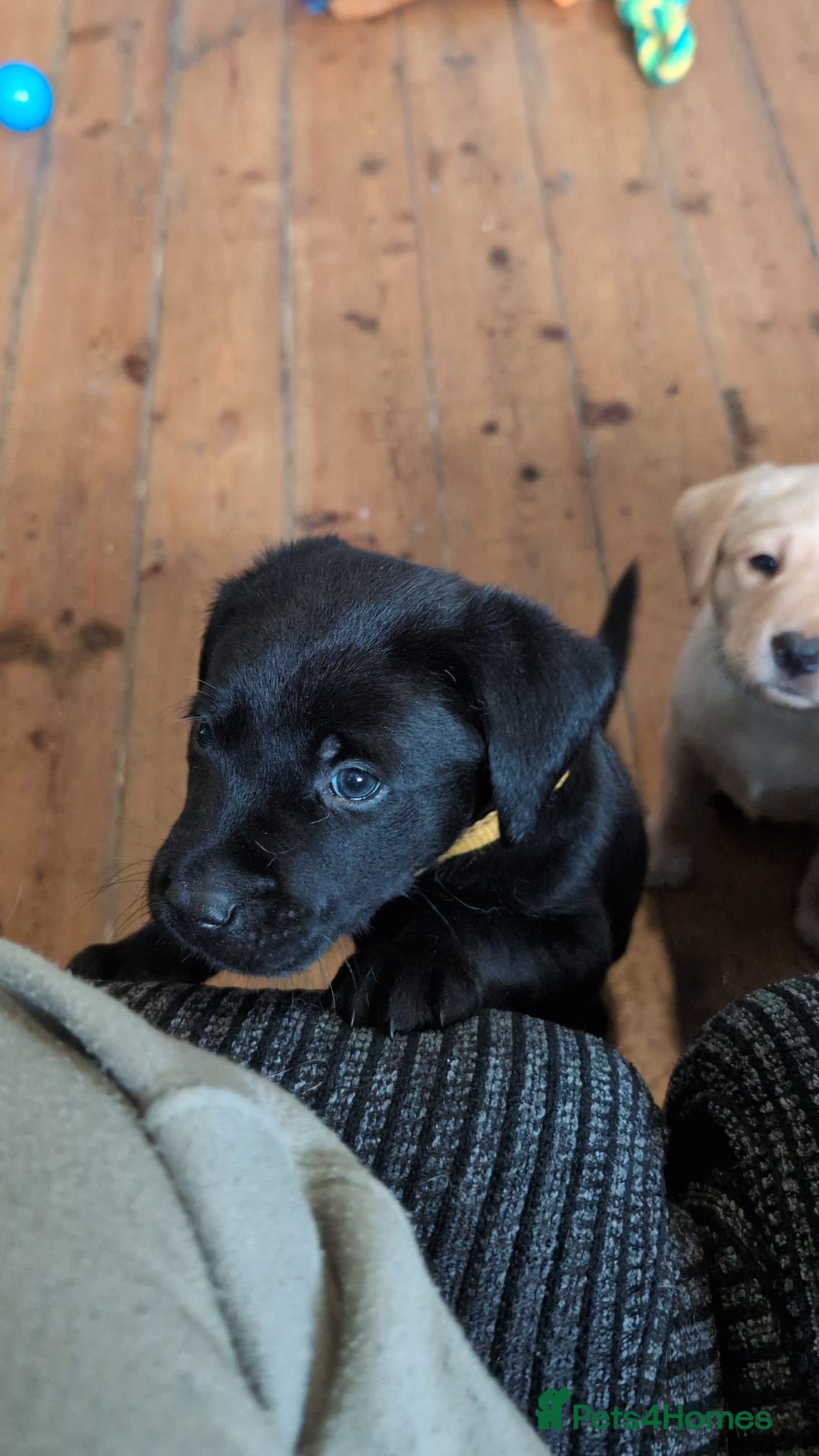 Labrador Retriever dogs for sale: Stunning labrador puppies from good working lines - Advert 13