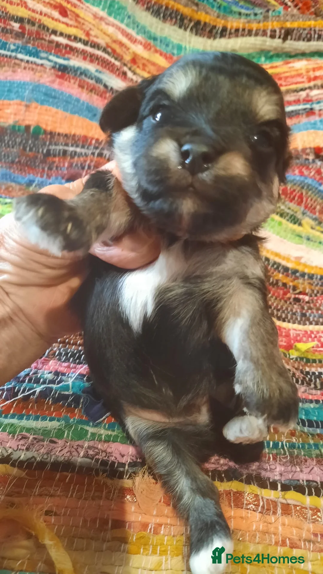 Maltipoo dogs for sale: TOY MALTIPOO PUPS FOR SALE - Advert 1