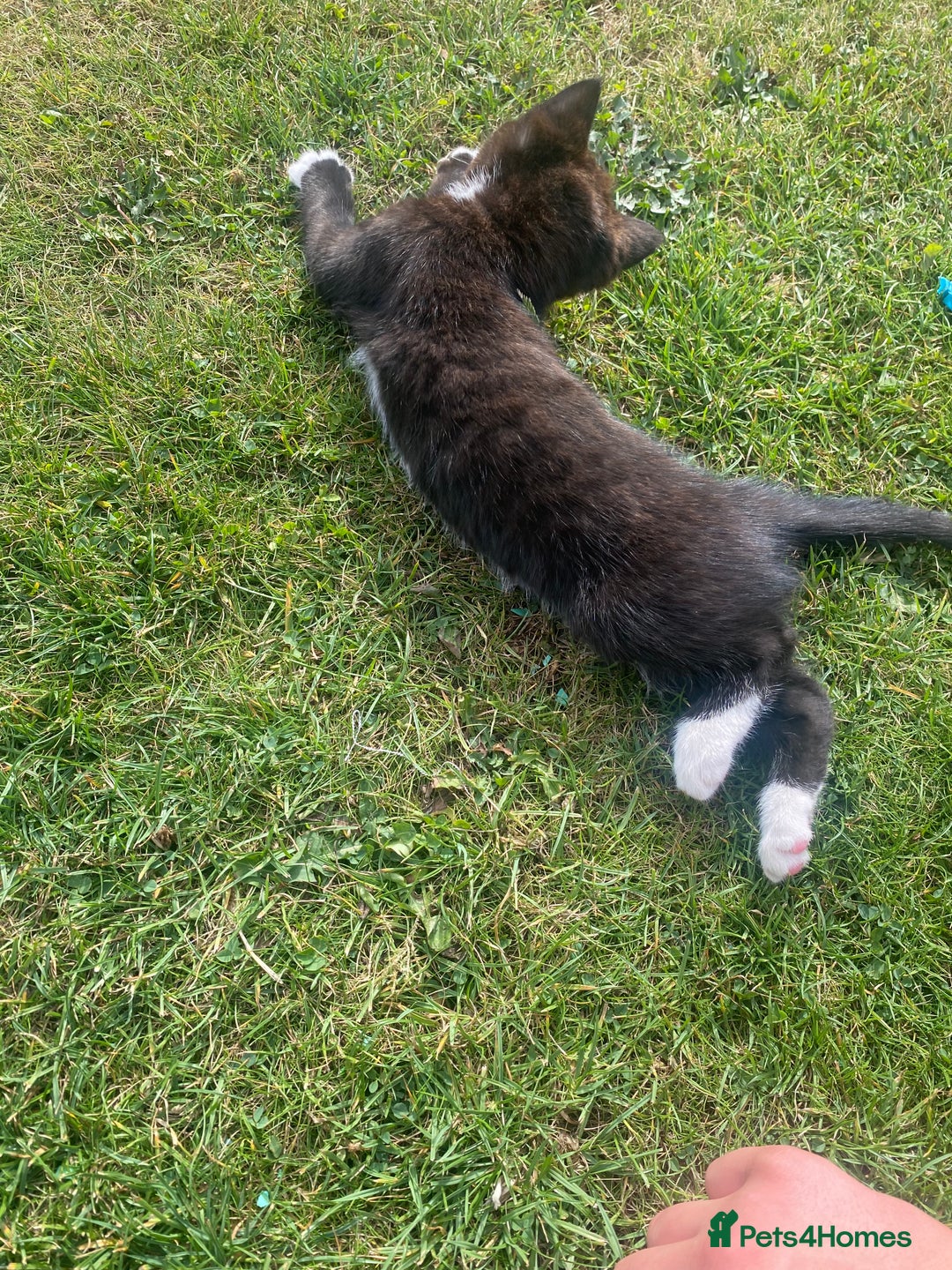 British Shorthair cats for sale: Gorgeous British shorthair kittens  - Image 6