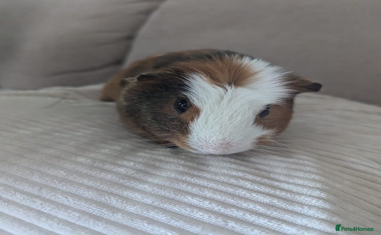 Guinea Pig rodents - Advert 5