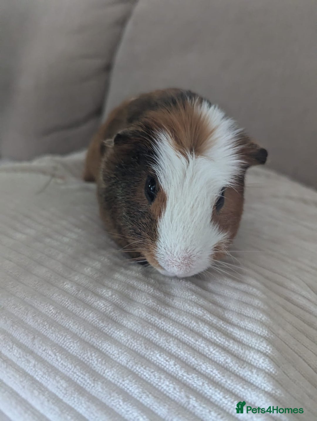 Guinea Pig rodents for sale: 2 Male Guinea Pigs - Image 2