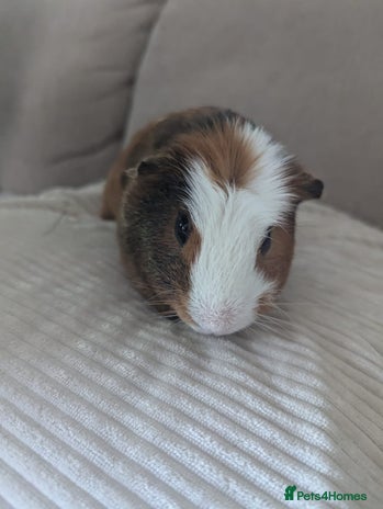 Guinea Pig rodents - Advert 5
