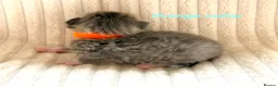 Siberian cats for sale: Really pretty Pedigree Siberian kittens in Droitwich - Advert 10