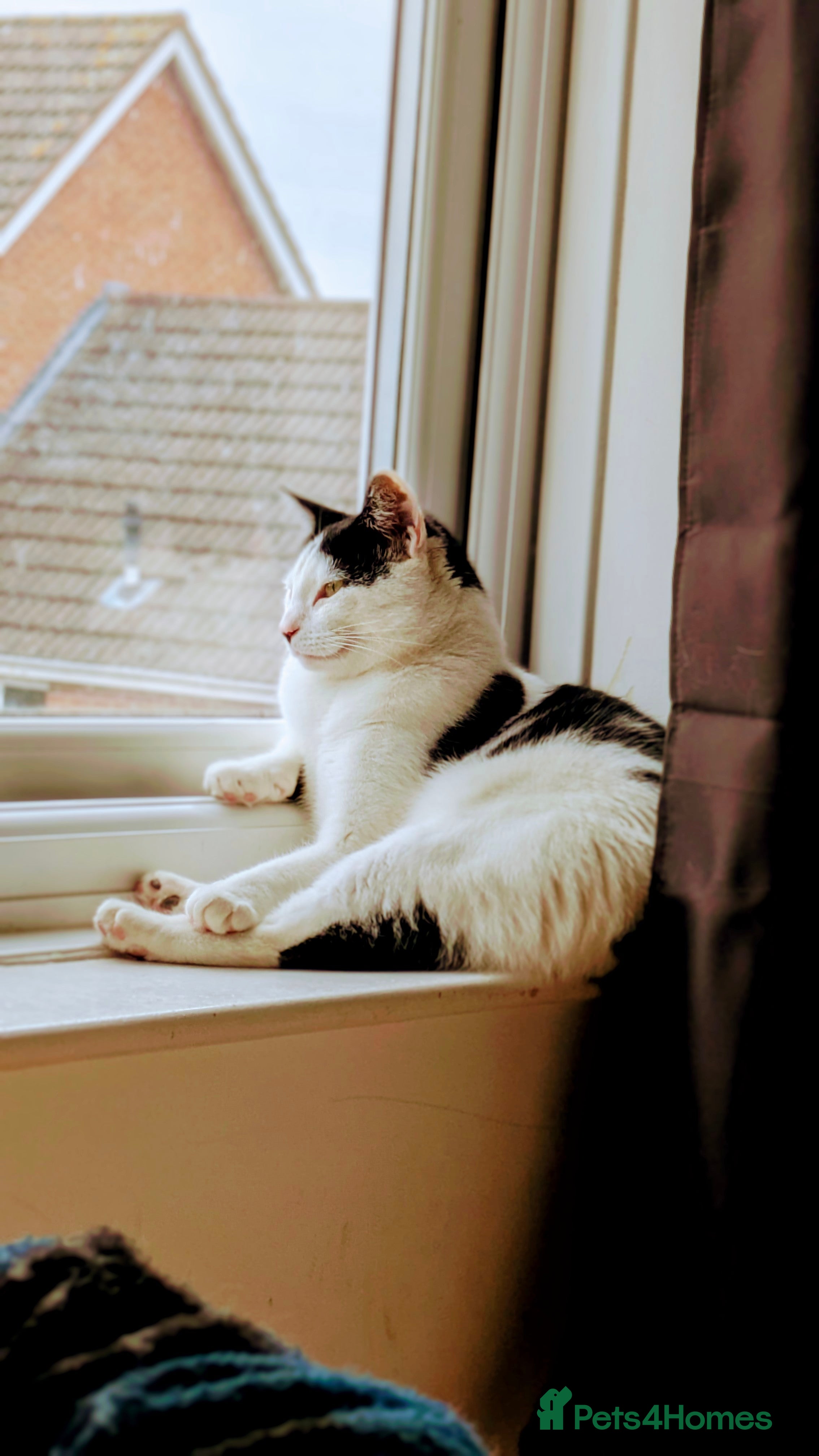 Domestic Shorthair cats Link  - Advert 8