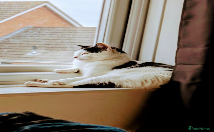 Domestic Shorthair cats - Advert 4