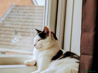 Domestic Shorthair cats - Advert 23