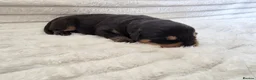 Rottweiler dogs for sale: Healthy & Chunky Family Raised Rottweiler Puppies - Advert 15