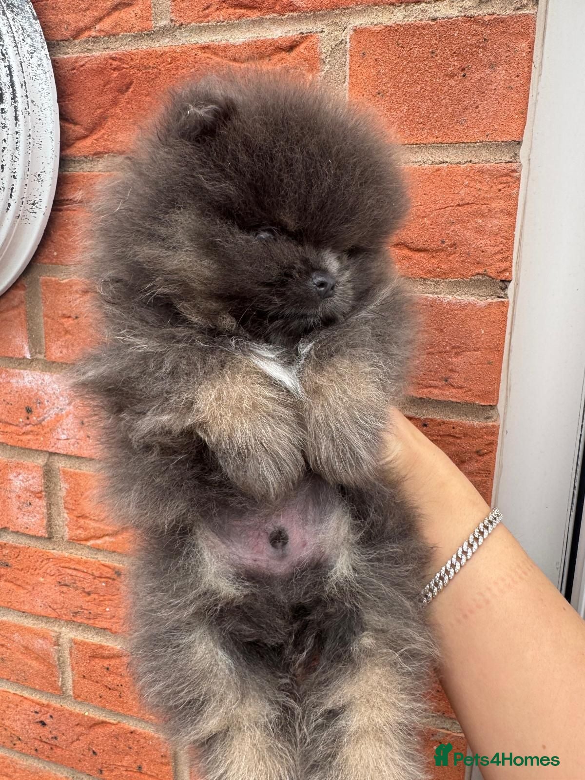 Pomeranian dogs Exclusive Stunning KC reg Teddy Bear Poms - Advert 4