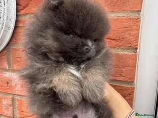 Pomeranian dogs Exclusive Stunning KC reg Teddy Bear Poms - Advert 4