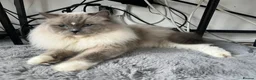 Ragdoll cats for sale: Pure bred adult male Ragdoll - Advert 1