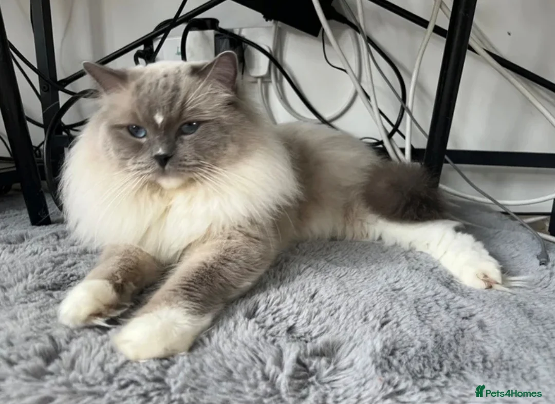 Ragdoll cats for sale: Pure bred adult male Ragdoll - Advert 1
