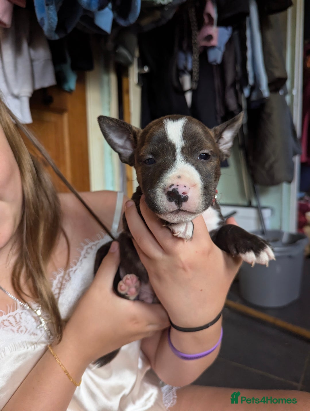 English Bull Terrier dogs for sale: English bull terrier cross staffys - Image 32