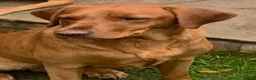 Labrador Retriever dogs for sale:  KC Labrador puppies   - Advert 32