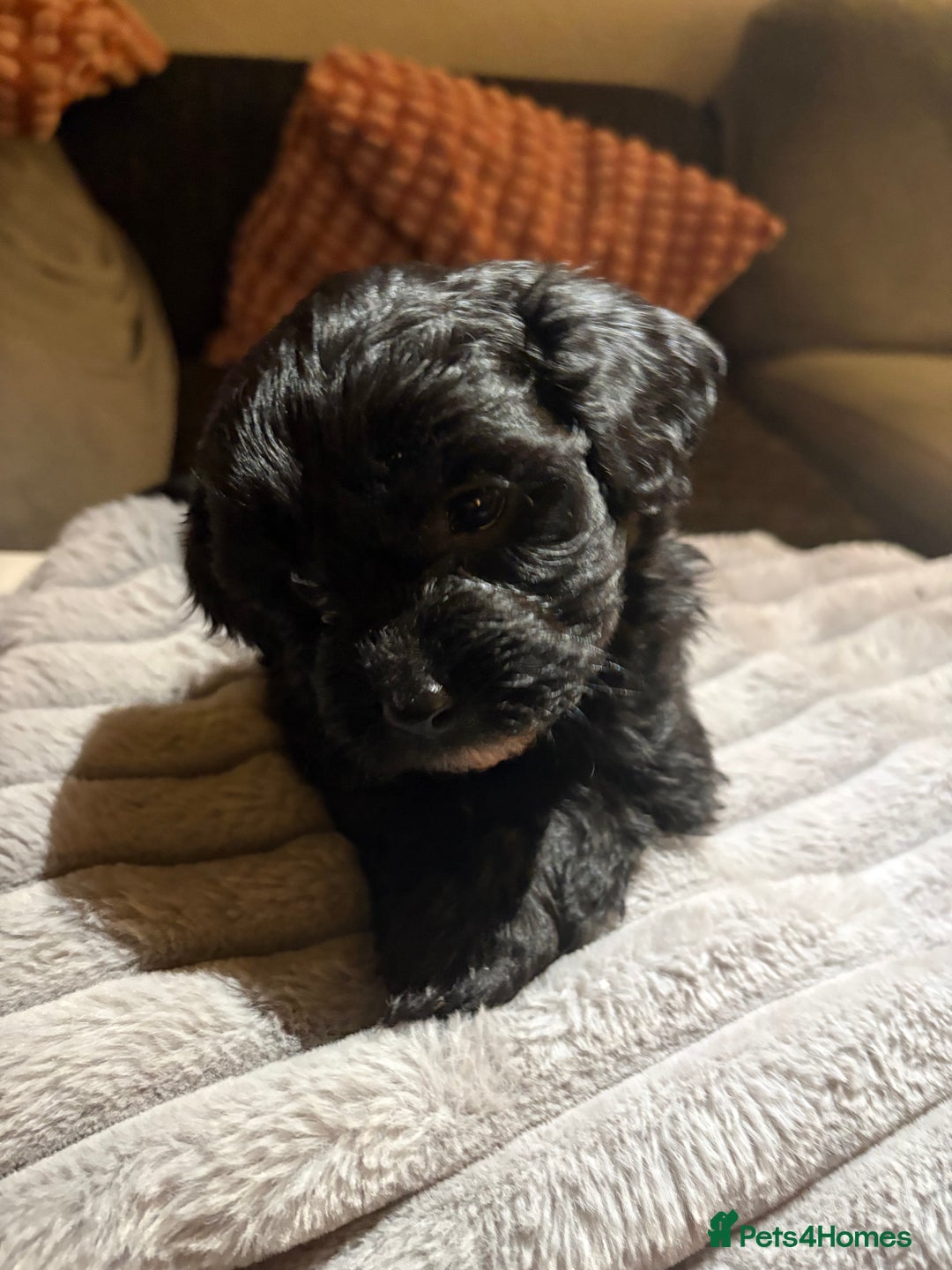 Shihpoo dogs for sale: Shihpoos for sale   - Advert 13