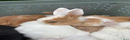 Mini Lop rabbits for sale: Pure breed Mini Lops  - Advert 2