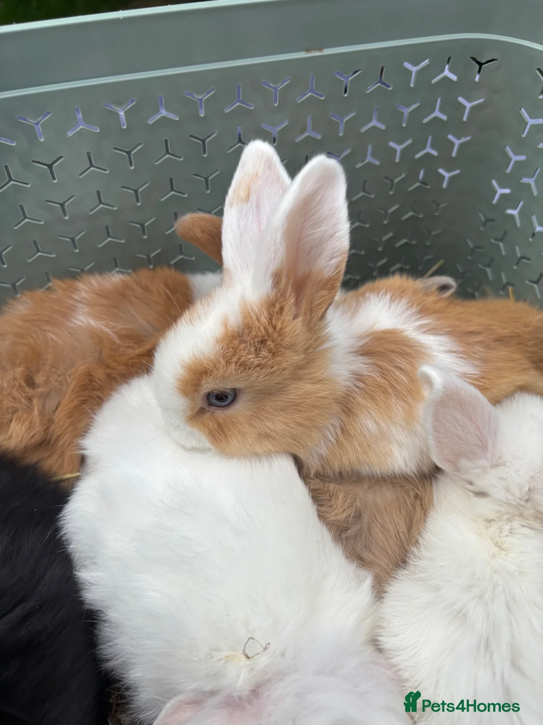 Mini Lop rabbits for sale: Pure breed Mini Lops  - Advert 2