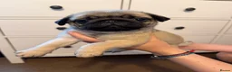 Pug dogs for sale: Pug baby girl for sale  in Swansea - Advert 3