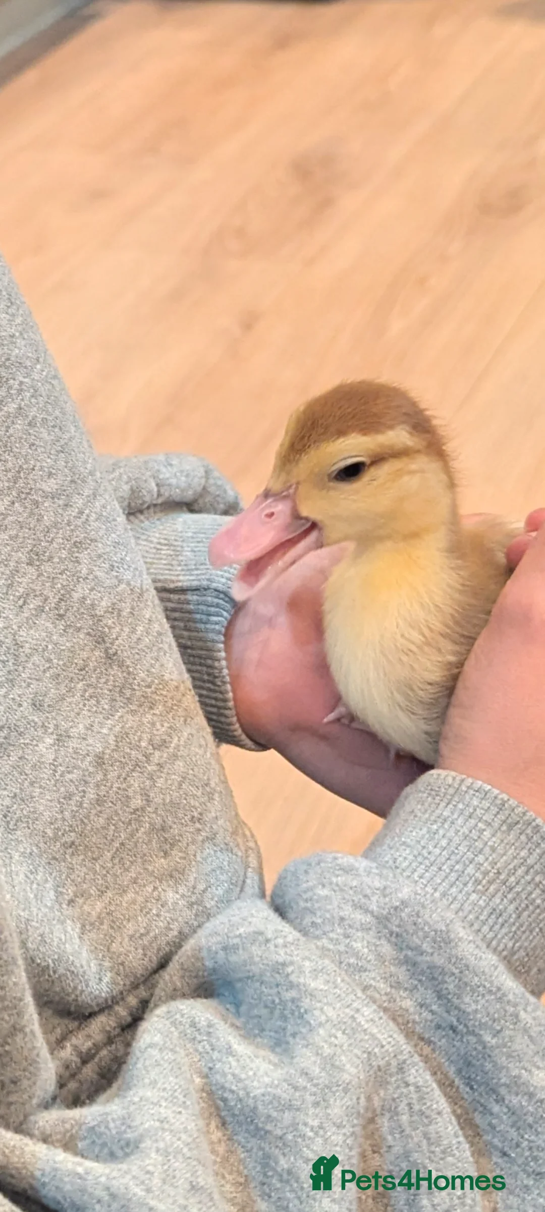 Ducks poultry for sale: X2 beautiful Muscovites ducklings  - Advert 1