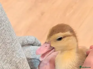 Ducks poultry X2 beautiful Muscovites ducklings - Advert 3