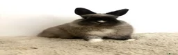 Netherland Dwarf rabbits for sale: Gorgeous Netherland dwarf male rabbit - Advert 9