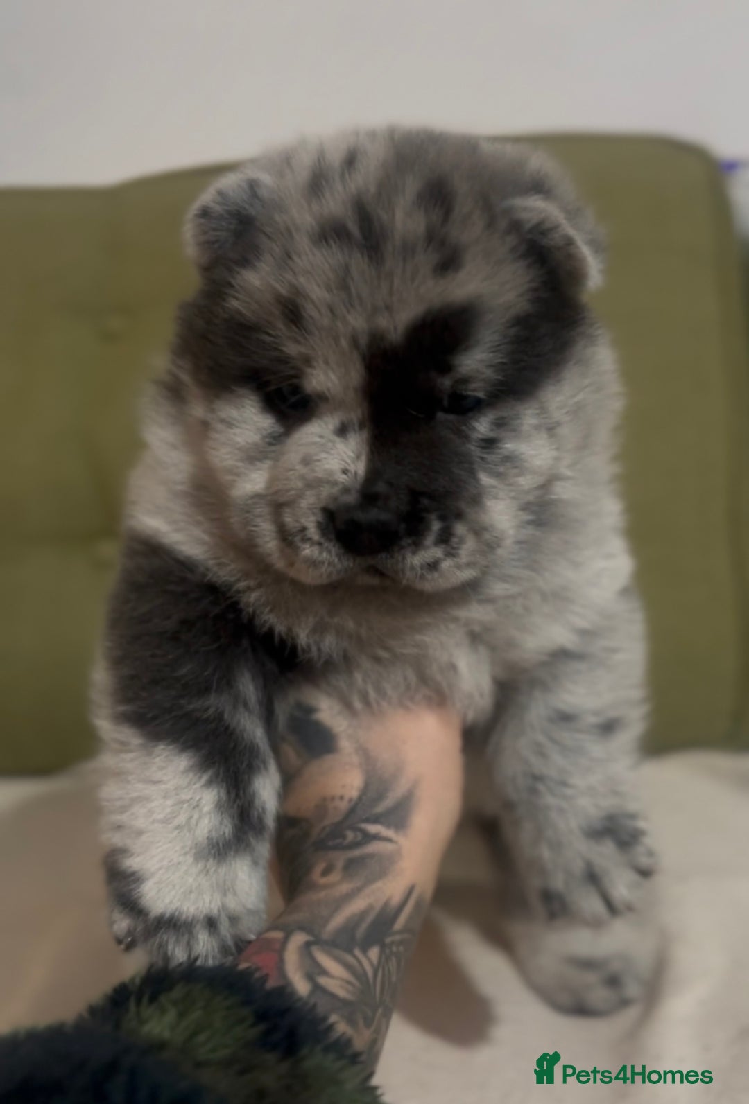 Chow Chow dogs for sale: Merle & blue bear faced Teddy chow chow puppies  - Advert 18