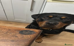 Rottweiler dogs for sale: 2 year old Rottweiler - Advert 9