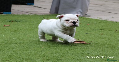 English Bulldog dogs - Advert 3