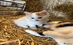 Mixed Breed cats for sale: Beautiful Farm kittens  - Image 2