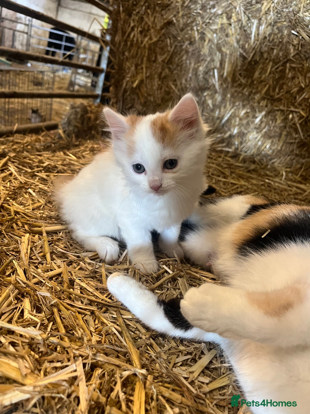 Mixed Breed cats for sale: Beautiful Farm kittens  - Image 2