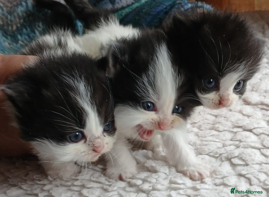 Mixed Breed cats for sale: Persian cross - Advert 5