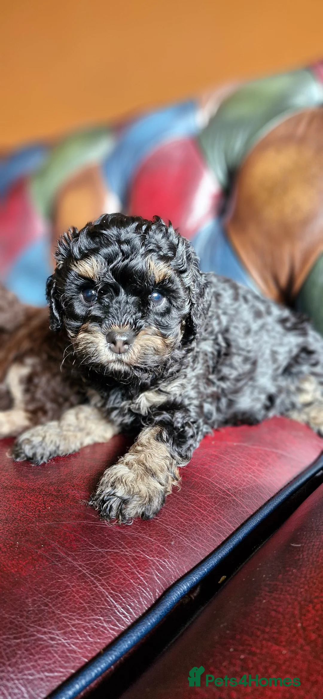 Cavapoo dogs for sale: Gorgeous f1bb Cavapoo pups. Health tested parents  - Advert 16