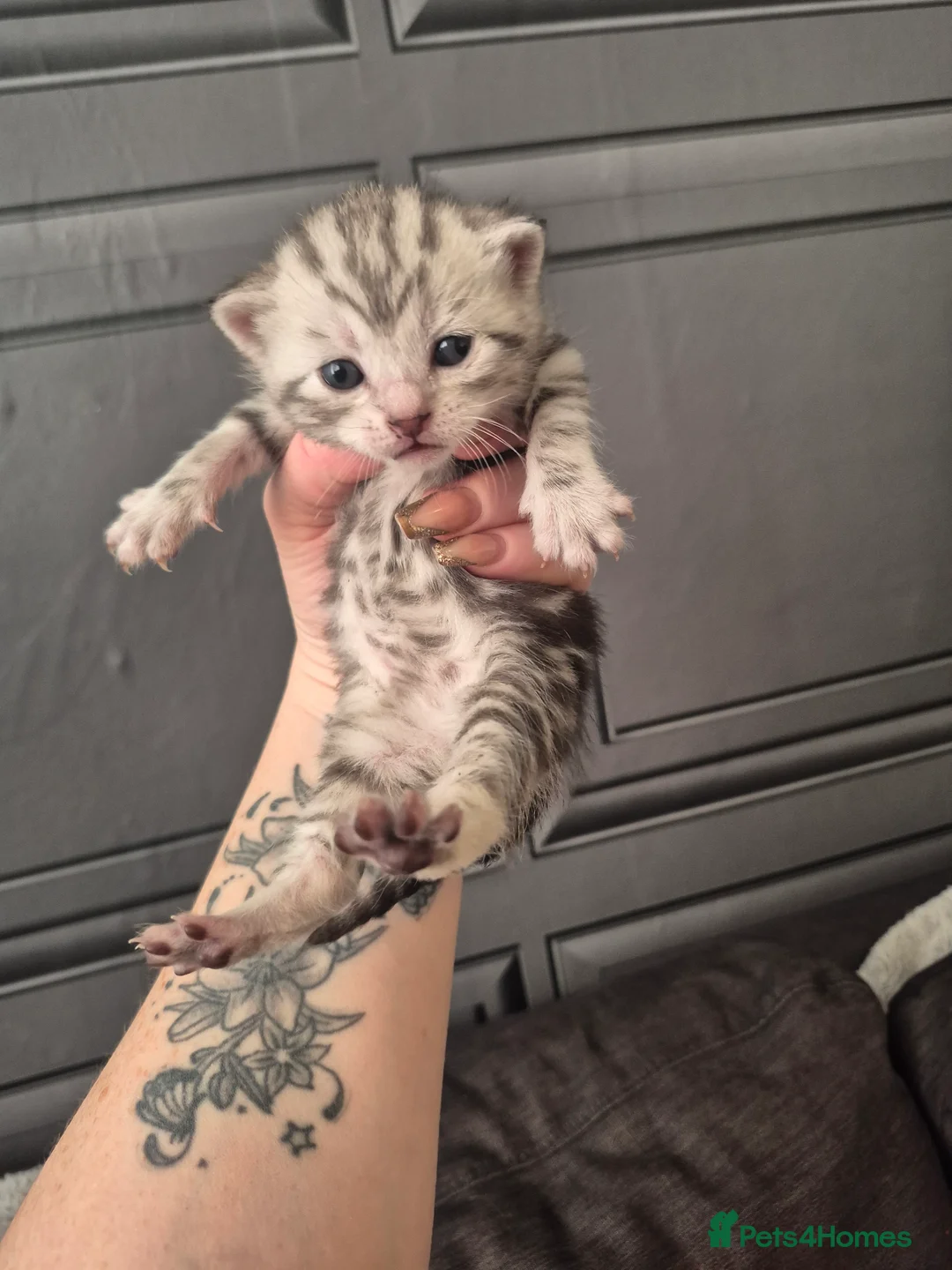 Russian Blue cats for sale: Little grey beauty - Advert 1