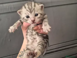 Russian Blue cats Little grey beauty - Advert 1