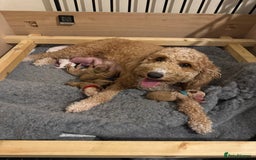 Mixed Breed dogs for sale: 👑 Superb Rare Health Teated Cockadoodledoo Pups - Image 4